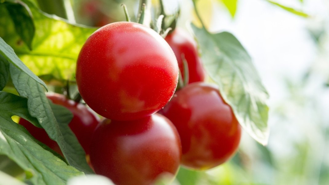 Savez-vous distinguer un fruit d’un légume ?