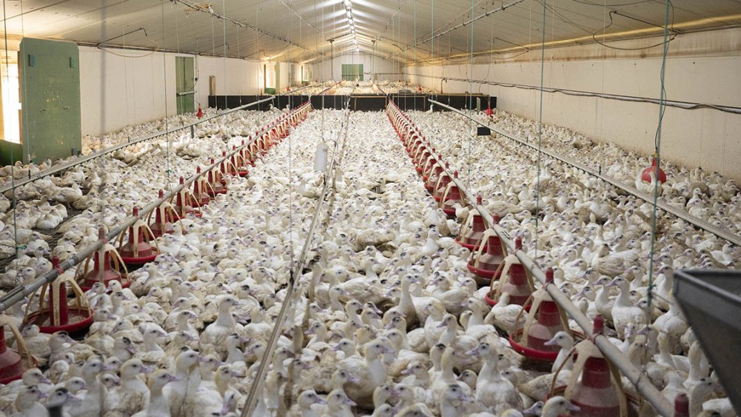 Réouverture du marché britannique pour les canards français vaccinés contre l’IAHP