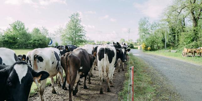 En Bretagne, le retour en agriculture conventionnelle de terres bio « historiques » suscite une contestation