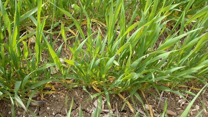 L’irrégularité d’épandage d’azote détériore le rendement malgré les surdosages