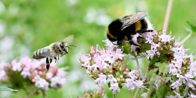 Loi Duplomb : l’acétamipride, le pesticide au cœur des débats, est-il dangereux pour l’environnement et la santé ?