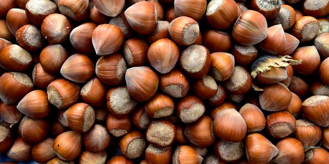 La noisette, la petite filière emblème des défenseurs des néonicotinoïdes