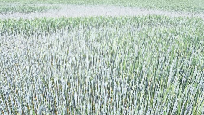 Déficit record de pluie dans le Nord, placé en « vigilance sécheresse »