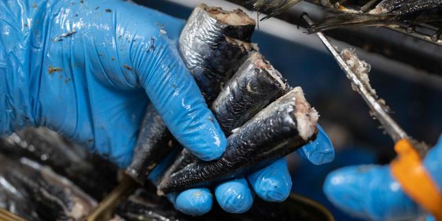 Quels poissons et fruits de mer choisir pour manger sain, local et durable ?