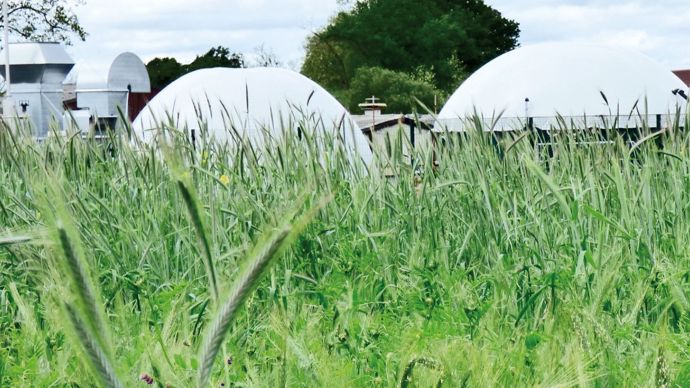 Comment le changement climatique impacte le cycle de production des Cive