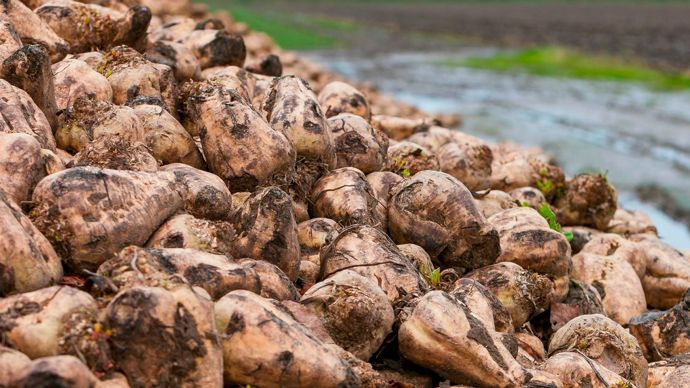 Les betteraviers appellent à limiter les imports de sucre ukrainien dans l’UE