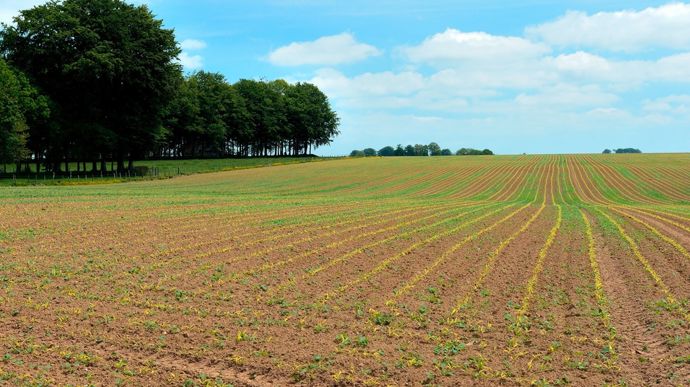 Les surfaces des cultures de printemps reculent en 2025, après la hausse de l’an passé
