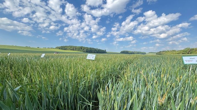 Combiner les leviers pour une gestion durable des adventices