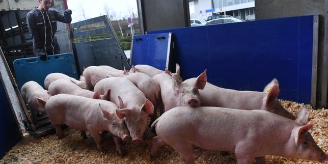 En Bretagne, le lobby du cochon crée la polémique avec sa course à pied, la Pig & Run