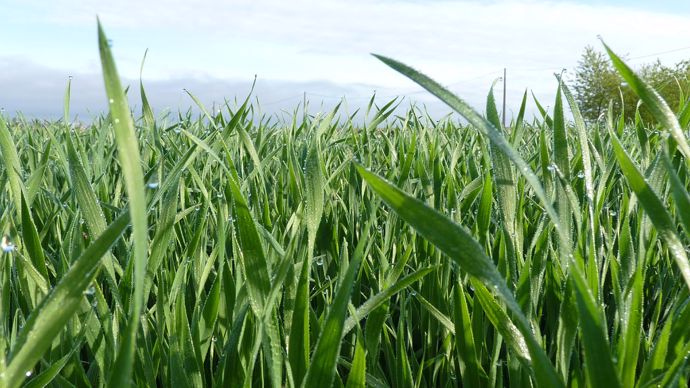 [Outils] Anticiper les carences des plantes avec l’analyse de sève