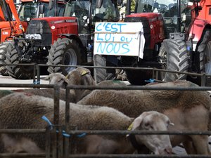 La brigade loup prochainement en Lozère pour la mise en place de tirs de défense contre le loup