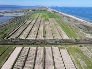 ELIXIR Unique au monde, la collection de vignes de Vassal lance l’opération transfert de Marseillan-Plage vers Gruissan