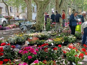 Le traditionnel marché aux fleurs de Lodève arrive