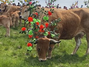 La 33e édition de la fête de la transhumance : un vaste succès pour l’Aubrac et sa race bovine