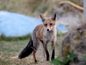 L’abattage de renards et de martres désormais interdit en Lozère