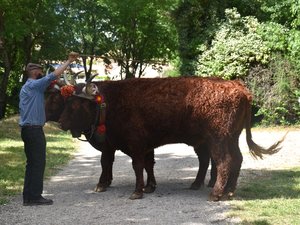 Sortir à Montpellier : ruralité, Médiévales, Festiv’Alter, Alfred H… des idées pour ce dimanche 25 mai