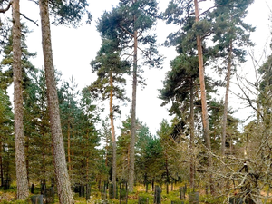 Couper ou planter : une formation pour bien gérer ses petites parcelles de bois