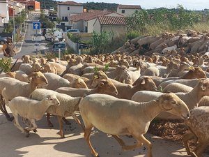 Dans l’Ouest-Hérault, les fêtes autour de la transhumance font le plein