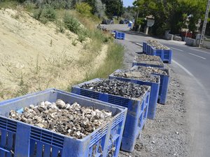 Faut-il craindre un arrêt de la collecte des déchets conchylicoles autour de l’étang de Thau ? Le maire de Mèze tire la sonnette d’alarme