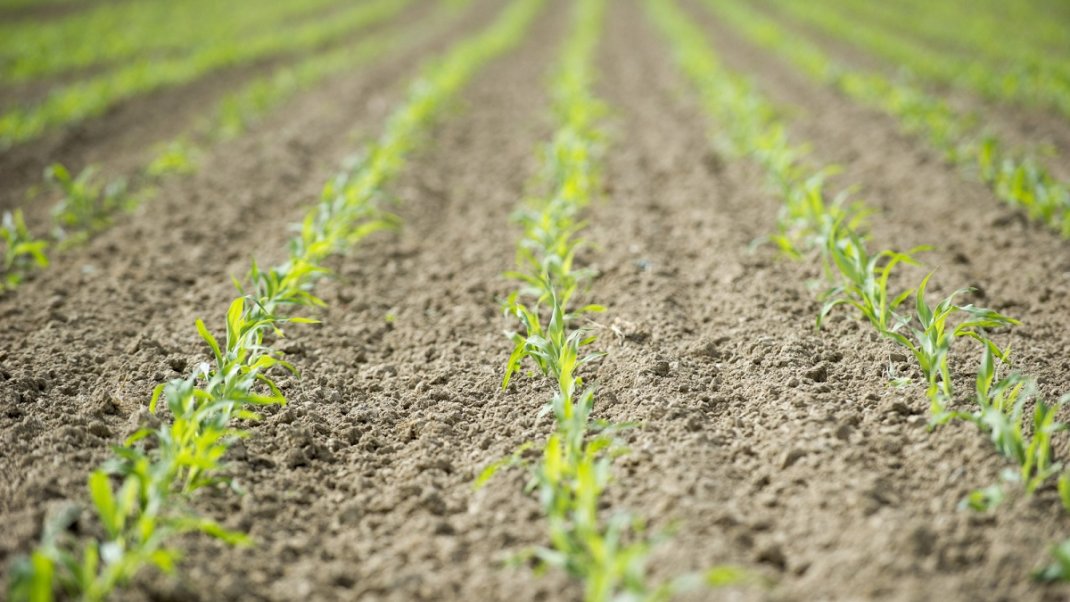 COS Ecophyto 2030 : cinq nouveaux plans d’actions validés