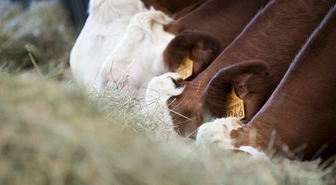 Transport d’animaux en période de canicule : la règlementation