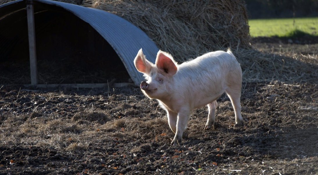 Peste porcine africaine : la situation en Europe