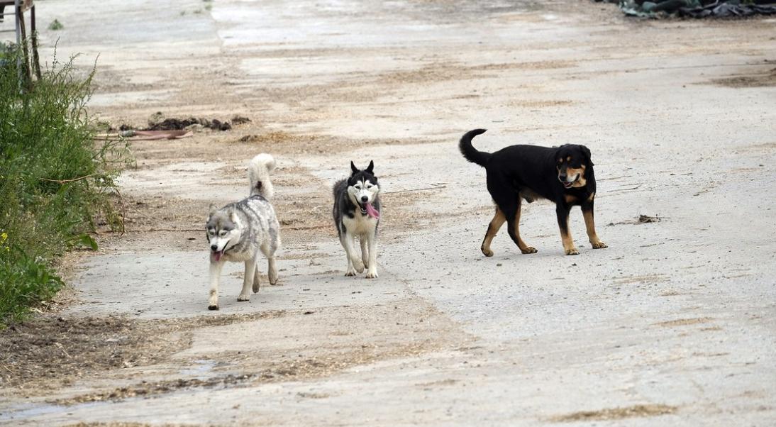 La lutte contre l’abandon des animaux de compagnie