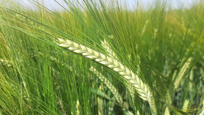 La liste officielle des orges brassicoles retenues pour la récolte 2026