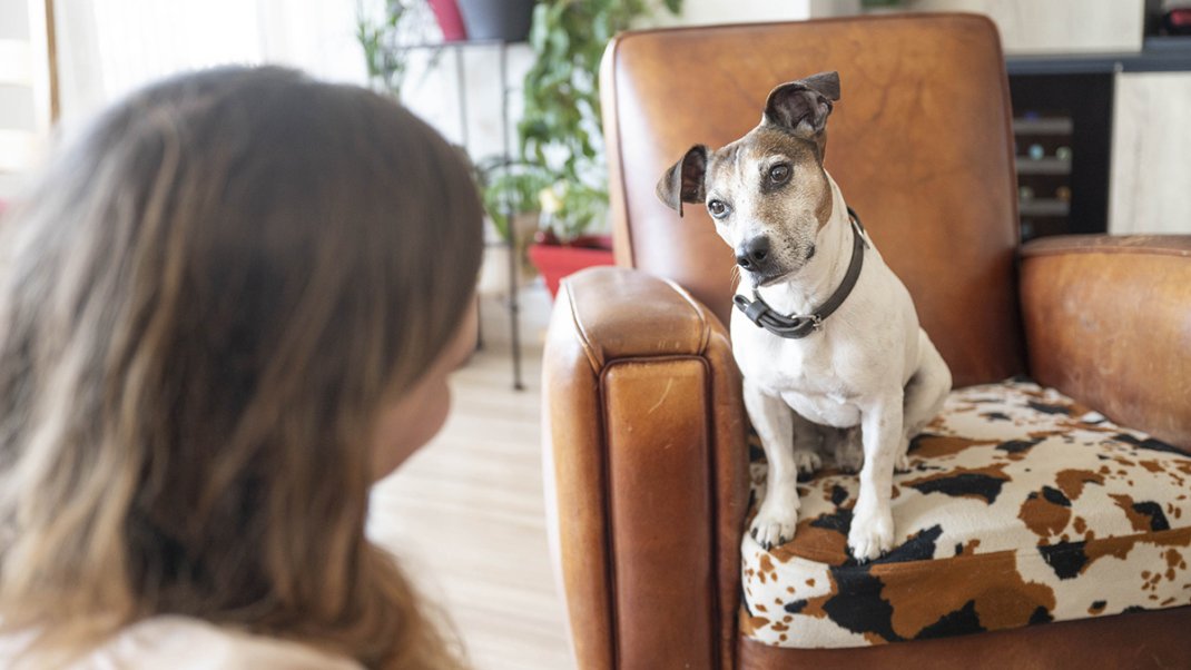 Comment faire garder son animal de compagnie ?