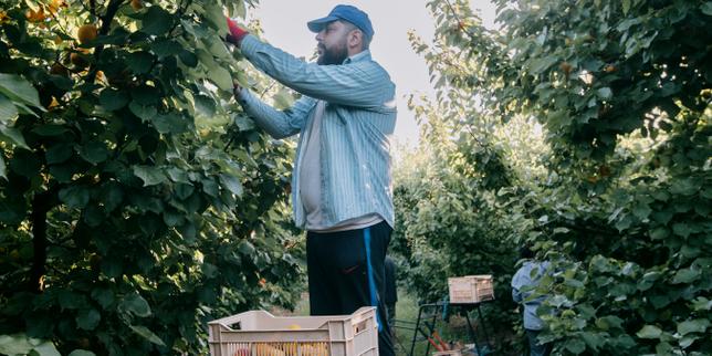 Dans le Gard, les ouvriers agricoles face à la canicule : « Plus il fait chaud, plus il faut ramasser les fruits »