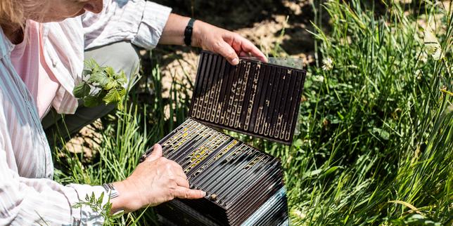 En Bourgogne, les producteurs de cassis misent sur les bienfaits d’un retour de la biodiversité