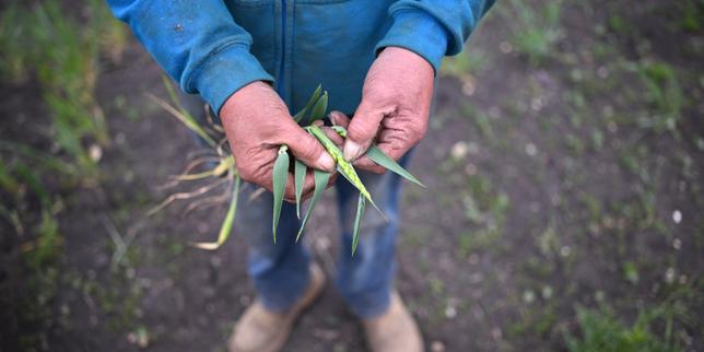 Le réchauffement climatique entraînera des pertes de production importantes dans les grandes nations agricoles