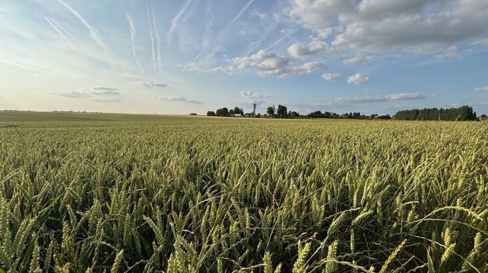 Vigilance rouille brune et pucerons des épis dans le blé