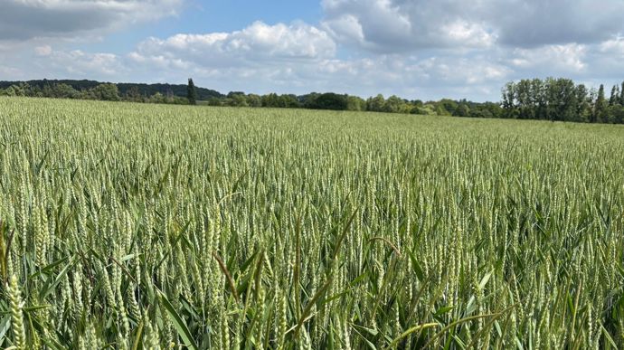 Maladies du blé, continuer à surveiller les parcelles