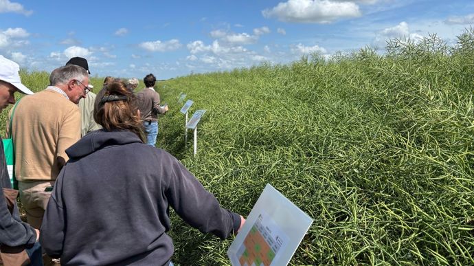 Gestion des ravageurs d’automne du colza : ne pas miser que sur un seul levier
