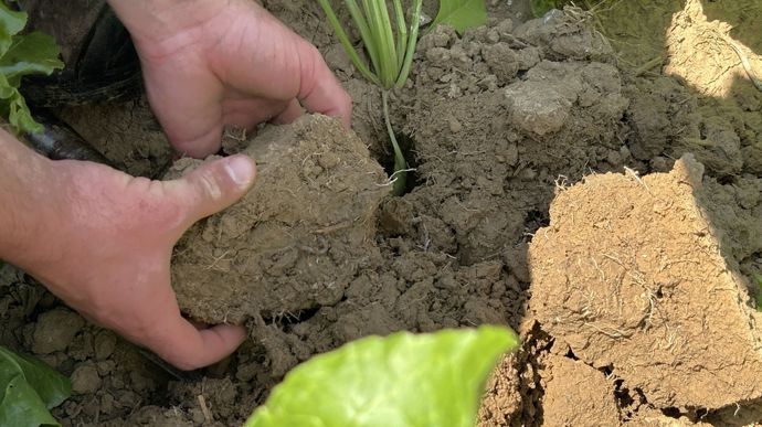 Saint-Louis Sucre vise 900 planteurs engagés en agriculture régénératrice d’ici 2030