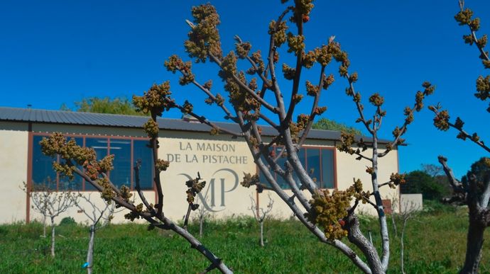 La pistache : une jeune filière pleine de promesses