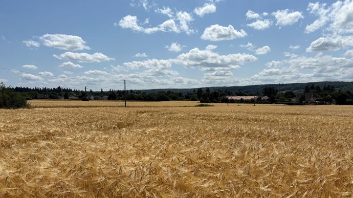 Moisson 2025 : les estimations de rendements en orge par département