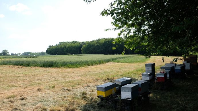 Agriculteurs et apiculteurs : « nous avons intérêt à travailler ensemble »