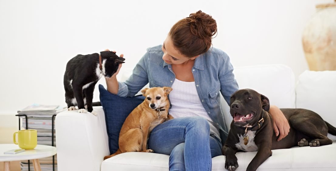 Animaux de compagnie, équidés… Tout savoir sur le certificat d’engagement et de connaissance