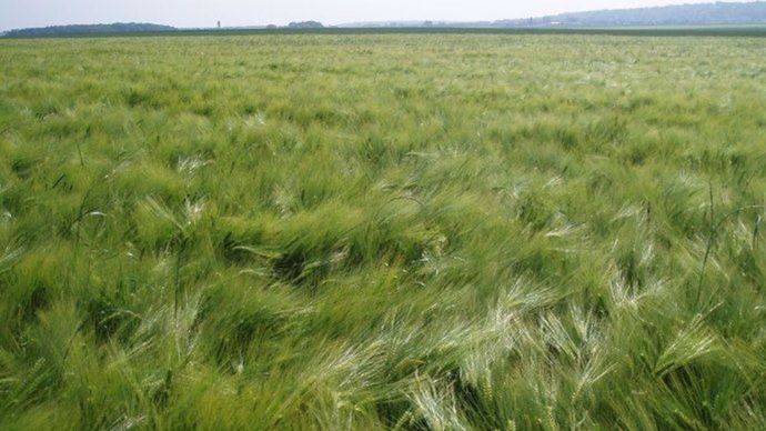 Baisse de la consommation de bière et concurrence: la filière orge sous pression
