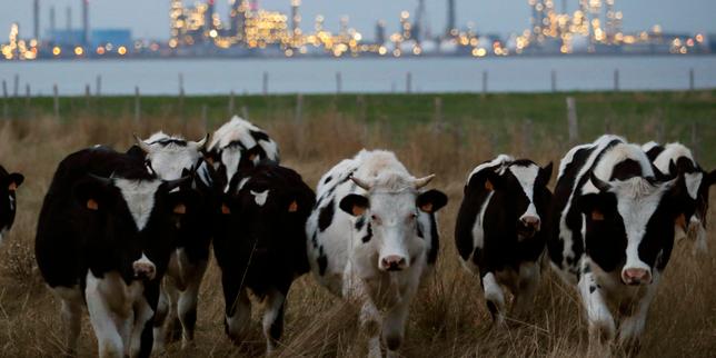 Un premier cas en France de dermatose nodulaire contagieuse, maladie touchant les bovins