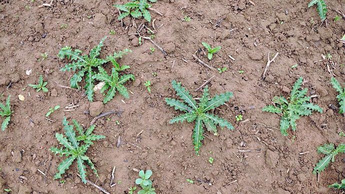 Comment lutter contre le chardon des champs dans les céréales ?