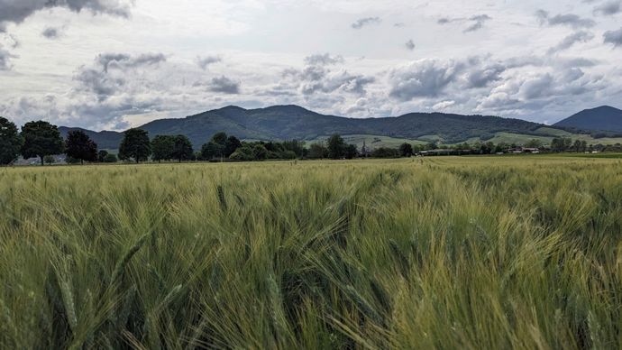 Le blé dur prend sa place en Alsace, au gré des intempéries