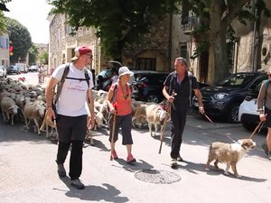 Le berger Dimitri Servière en route pour L’Espérou, avant la fête de la transhumance qui se déroule ce week-end