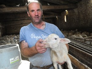 Par crainte d’attaques de loup, le berger se dit prêt à jeter l’éponge : « C’est peut-être la dernière fois que je fais la transhumance »