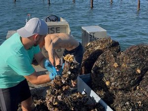 Mortalité des moules, risque de malaïgue : l’épisode de canicule fait craindre le pire sur le bassin de Thau