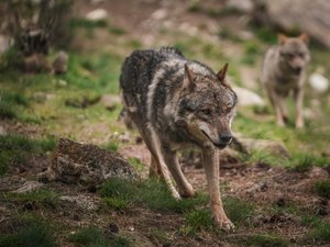 Un loup abattu par la brigade mobile d’intervention en Lozère