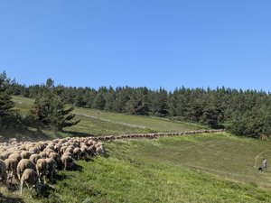 2 500 brebis et au moins autant de spectateurs à la transhumance du Mont-Lozère
