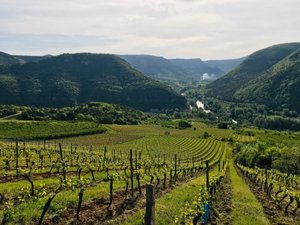 AOP Côtes de Millau : une appellation en quête de renouveau